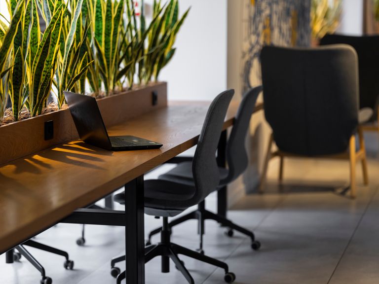 Contemporary office setting with green snake plants, chairs, and a&nbsp;laptop on a&nbsp;wooden desk.